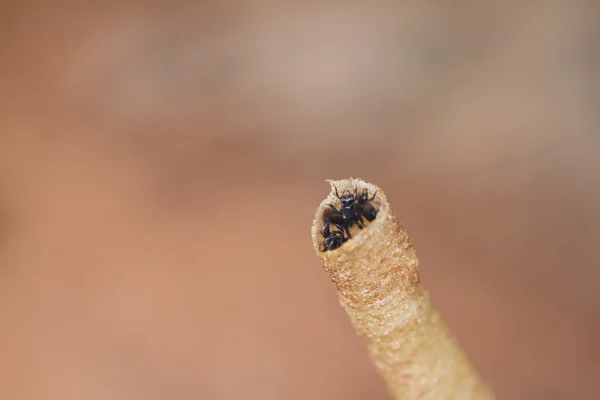 Biene in Löchern — Stockfoto