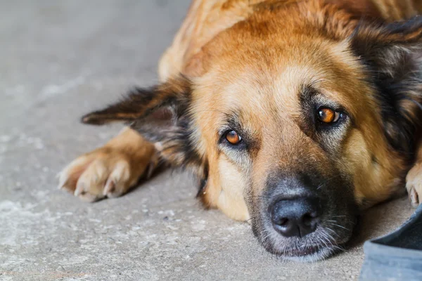 Hund zusammen auf dem Boden liegend — Stockfoto