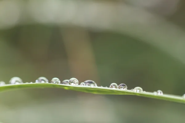 Wassertropfen auf dem grünen Gras — Stockfoto