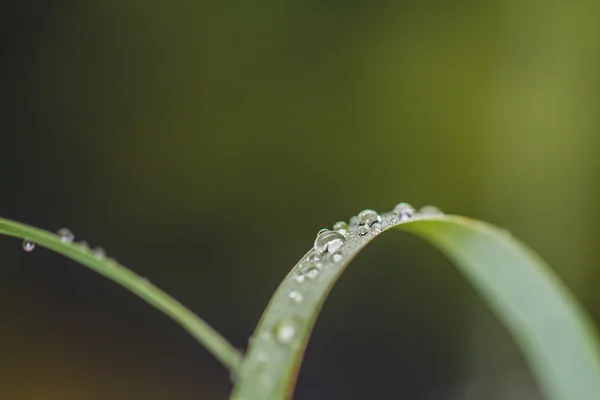 水滴在绿草上 — 图库照片