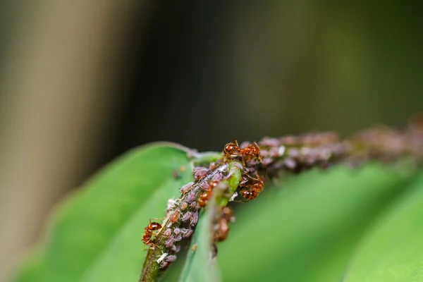 Hormigas rojas sobre una hoja verde — Foto de Stock