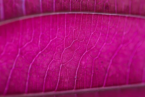 Feuilles, rouge — Photo