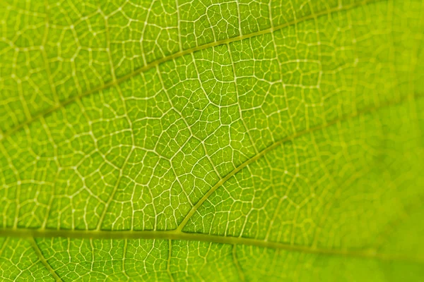 잎자루 텍스처 — 스톡 사진