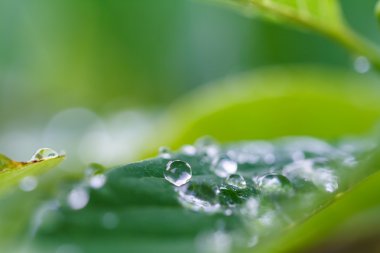 Su damlaları yeşil çimlerin üzerine