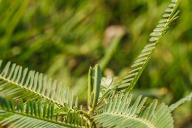 ağaçların yaprakları