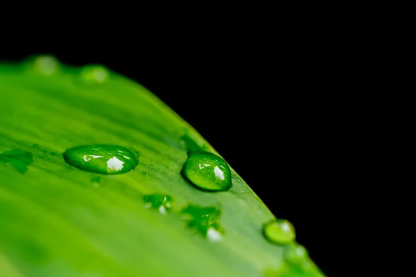 Gotas de água em folhas — Fotografia de Stock