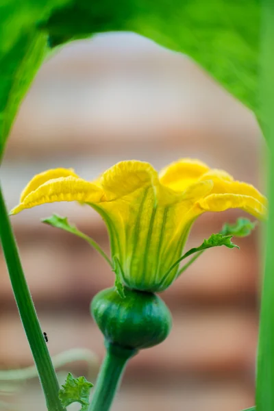 Pumpkin flowers — Stock Photo, Image