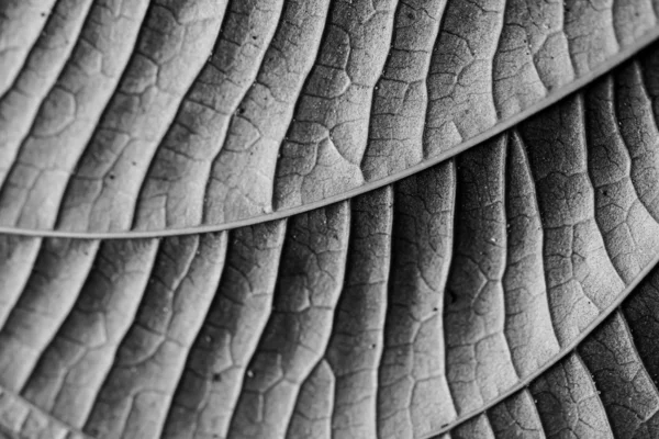 Black and White Leaf — Stock Photo, Image