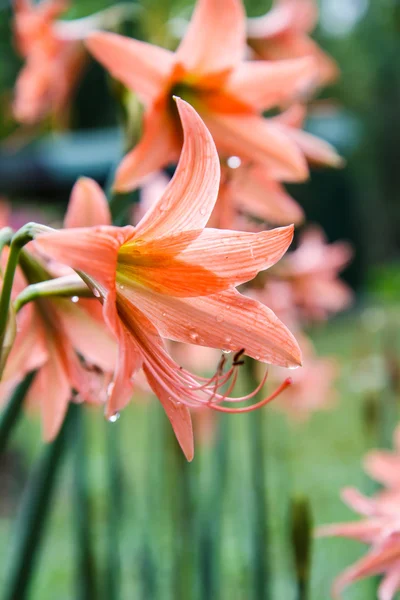 Квітка hippeastrum — стокове фото