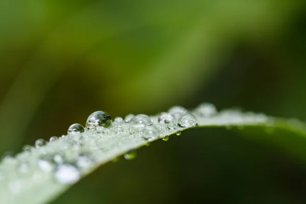 Gotas de água na grama verde — Fotografia de Stock