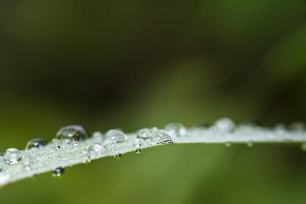 Wassertropfen auf dem grünen Gras — Stockfoto