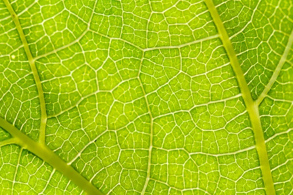 Leaf texture — Stock Photo, Image