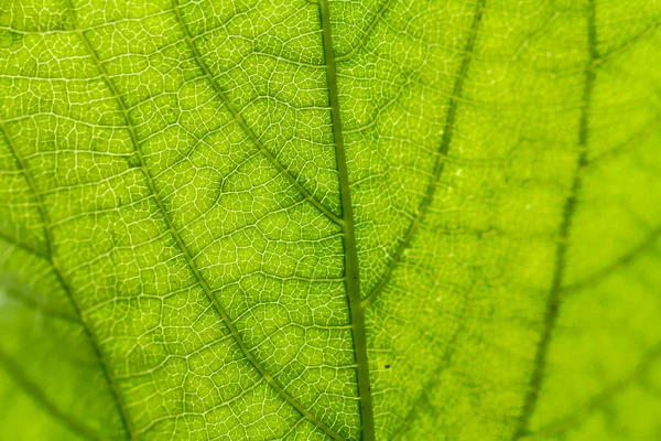 Leaf texture — Stock Photo, Image