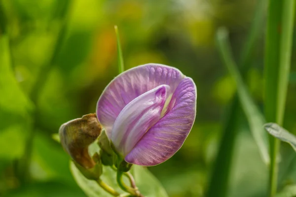 Lila Blütenbohne im Garten mit Weinstock — Stockfoto