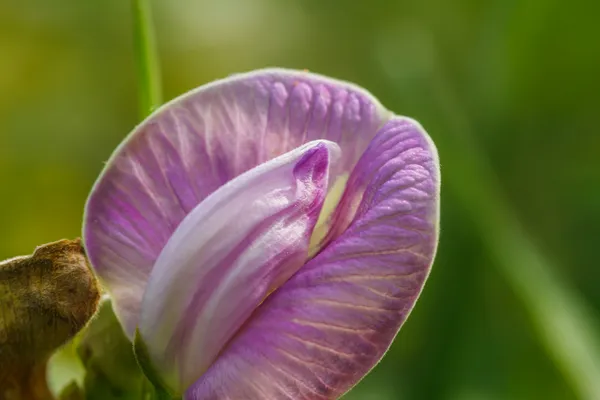 Mor çiçek fasulye ile asma Bahçe — Stok fotoğraf