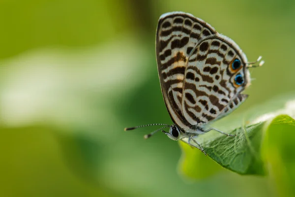 Motýl na zeleném listu — Stock fotografie