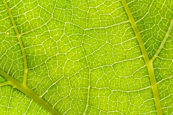 Leaf texture Stock Picture