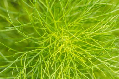 kuşkonmaz bitki yaprakları ile