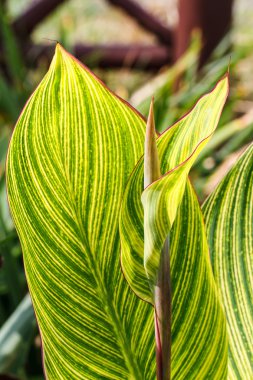  arkaplan olarak yeşil yaprak