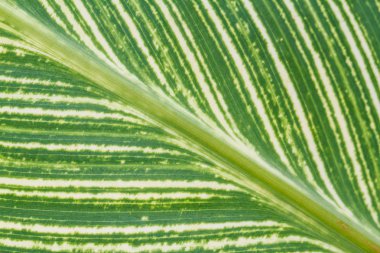  arkaplan olarak yeşil yaprak