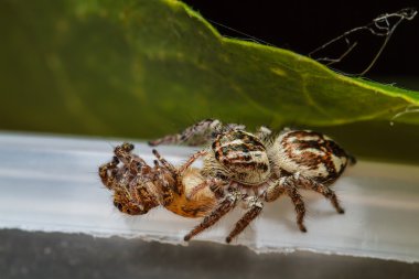  Yeşil yapraklı atlayan örümcek.