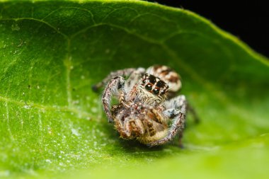  Yeşil yapraklı atlayan örümcek.