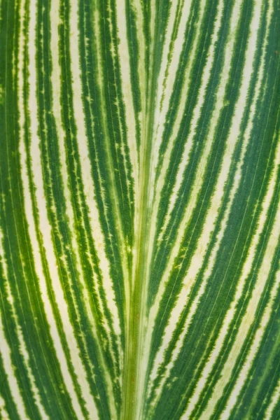 Folha verde como fundo — Fotografia de Stock