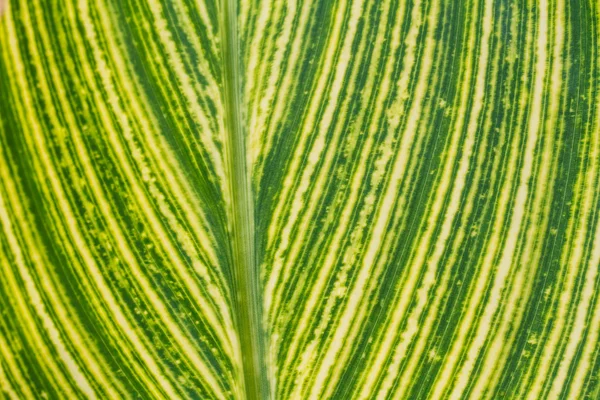 Grünes Blatt als Hintergrund — Stockfoto