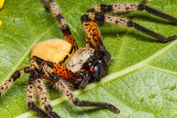 Spider on green leaf — Stock Photo, Image