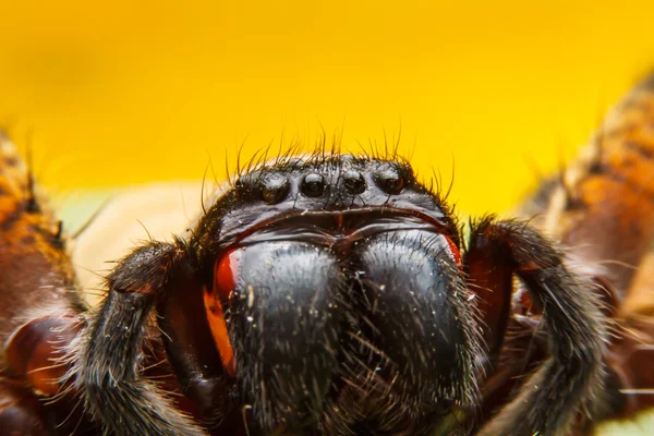 Spider on green leaf — Stock Photo, Image