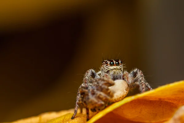 Jumper pavouk na zeleném listu — Stock fotografie