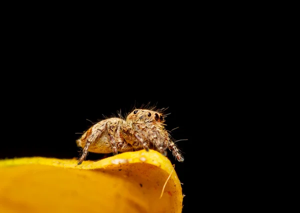 Паук-джампер на жёлтом листе — стоковое фото