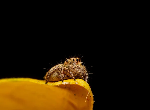 黄色の葉の上のジャンパーのクモ — ストック写真