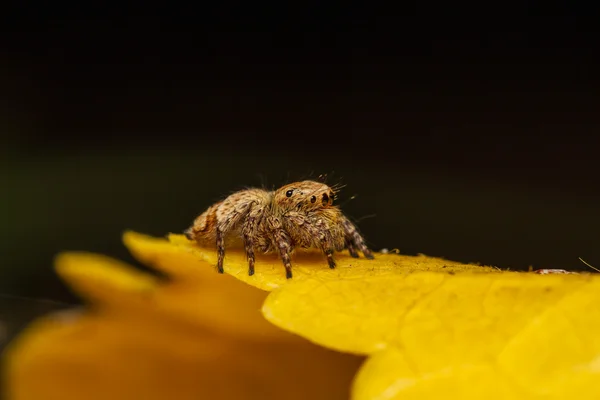 Jumper spider on yellow leaf — Stock Photo, Image