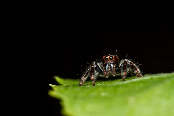 Jumperspindel på grönt löv — Stockfoto