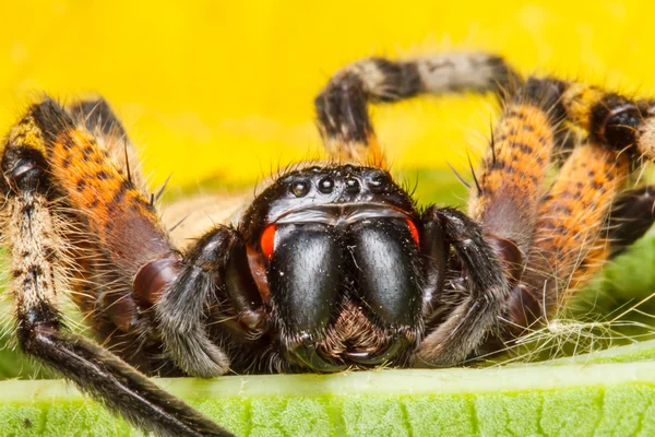 Spider on green leaf — Stock Photo, Image