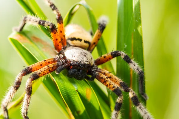 Yeşil yapraklı örümcek — Stok fotoğraf