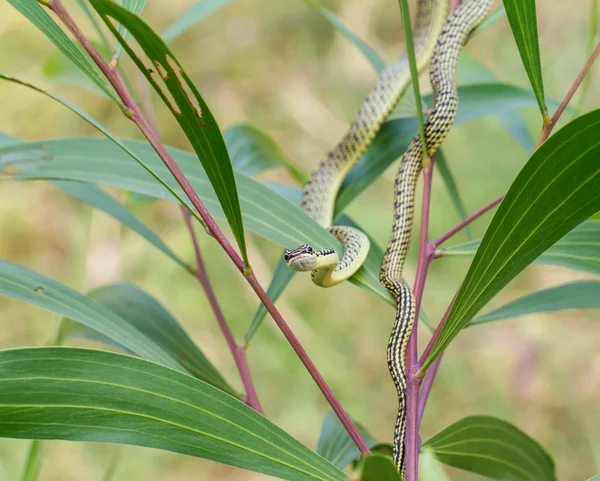 Yeşil yılan — Stok fotoğraf