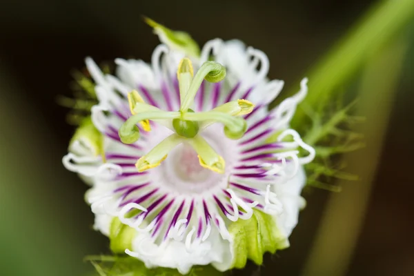 Passiflora laurifolia Linn —  Fotos de Stock