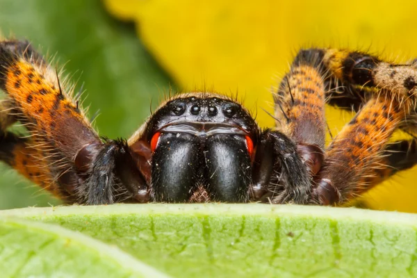 Spider on green leaf — Stock Photo, Image