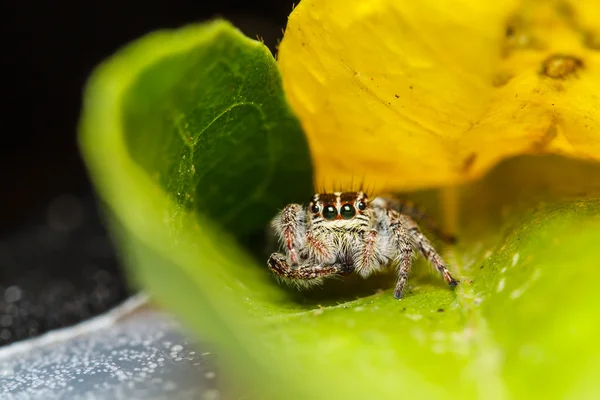 Jumper pavouk na zeleném listu — Stock fotografie