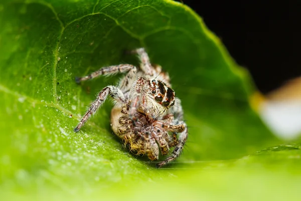 Yeşil yapraklı atlayan örümcek. — Stok fotoğraf