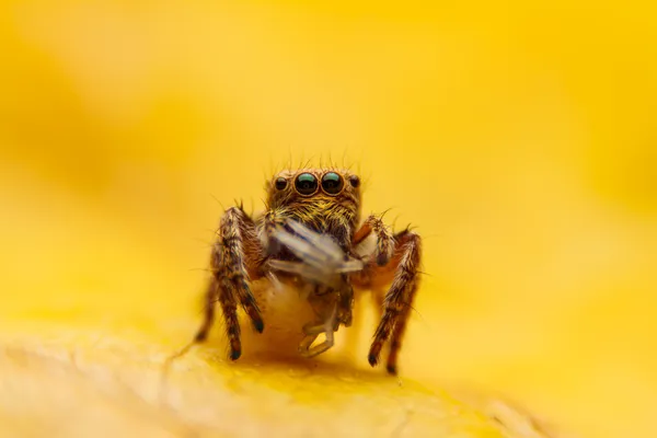 Jumper spider on yellow leaf — Stock Photo, Image