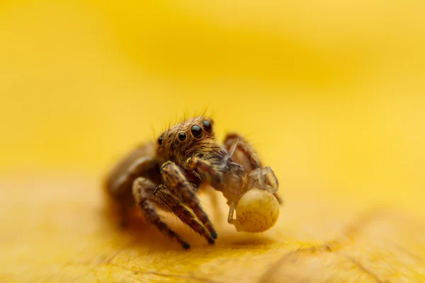 Aranha de jumper na folha amarela — Fotografia de Stock