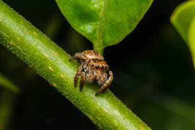 yeşil yaprak örümcek atlama