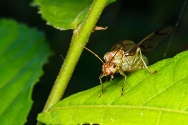Weaver ant Kraliçe yeşil yaprak üzerinde
