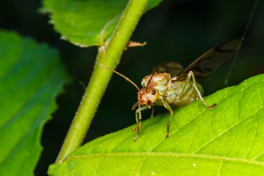 Weaver ant Kraliçe yeşil yaprak üzerinde