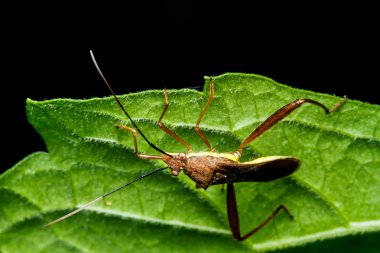 Yeşil çimenlikteki böcek.
