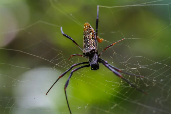 Ragno sul web — Foto Stock