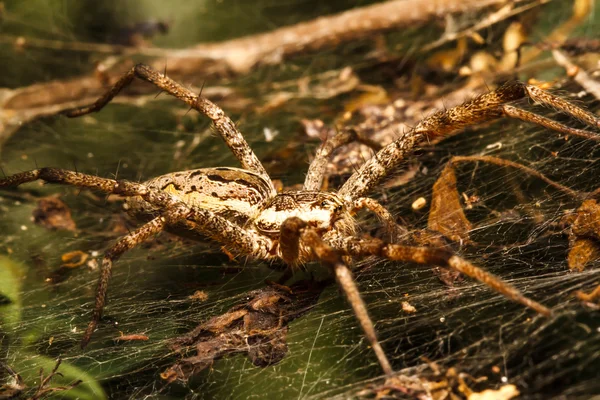 Wolf spider is rusten op het net — Stockfoto